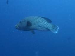 Image of Giant Wrasse