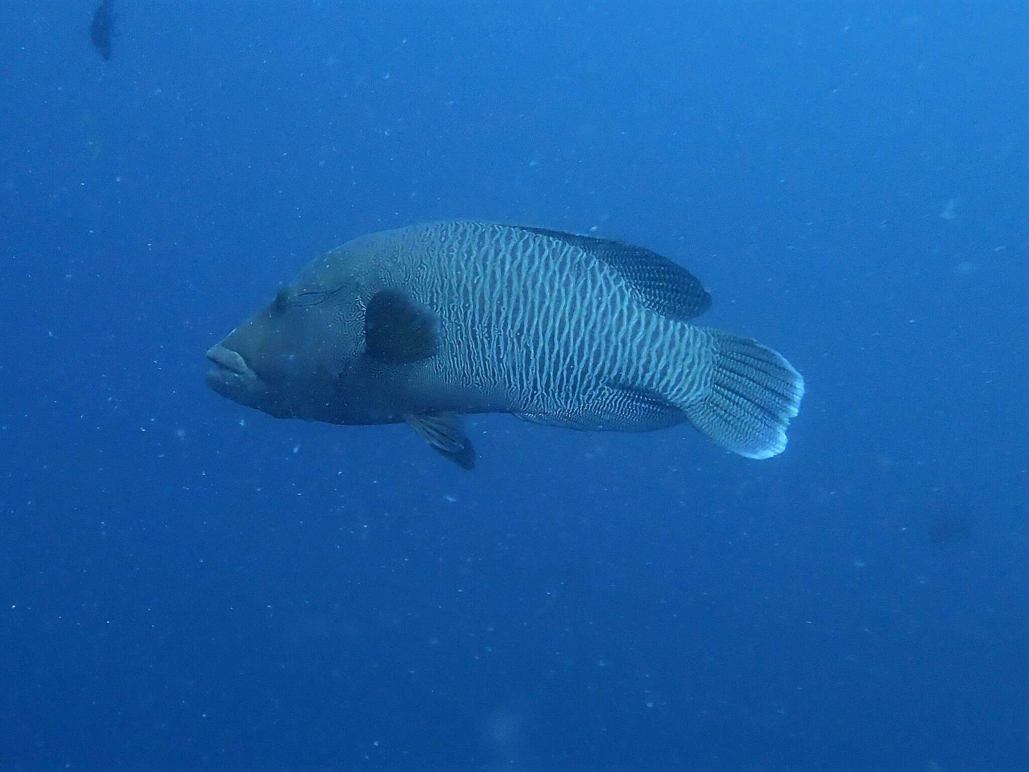 Image of Giant Wrasse