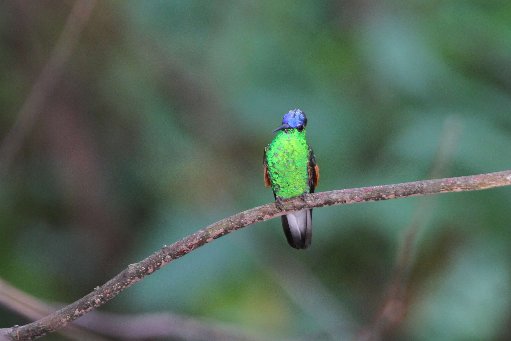 Image of Oaxaca Hummingbird