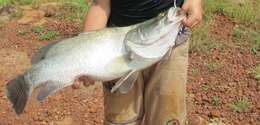 Image of African Snook