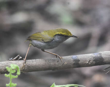 Image of Grey-bellied Tesia