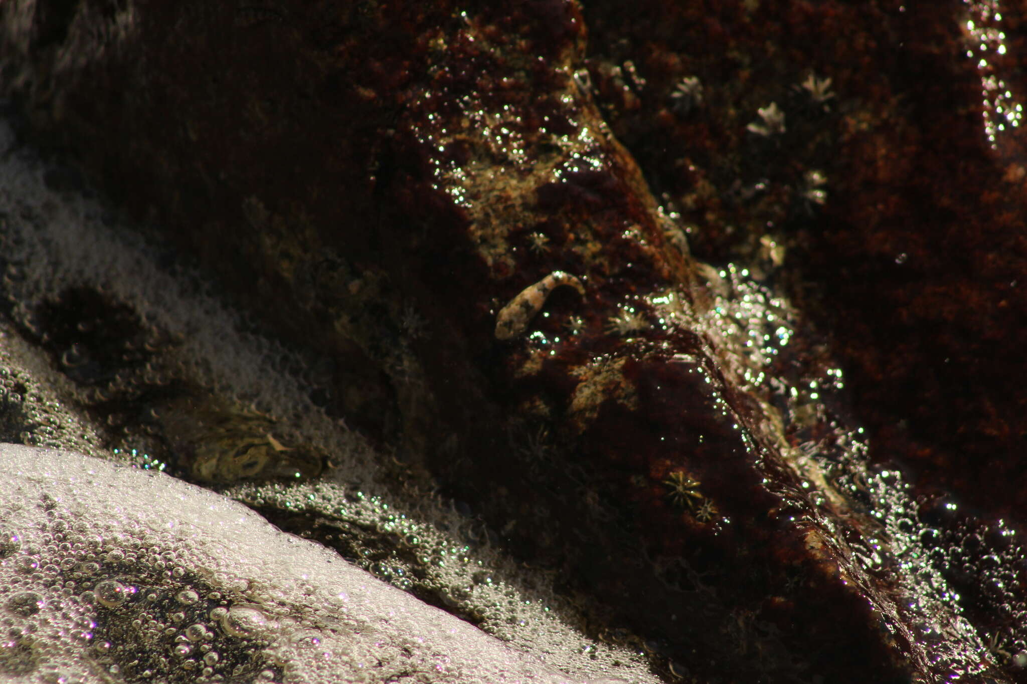 Image of Zebra clingfish