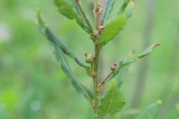 Слика од Quercus sebifera Trel.