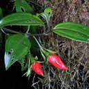 Image of Meriania purpurea (Sw.) Sw.