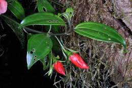 Imagem de Meriania purpurea (Sw.) Sw.