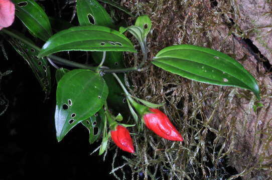 Image of Meriania purpurea (Sw.) Sw.