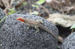 Image of Galapagos Lava Lizard