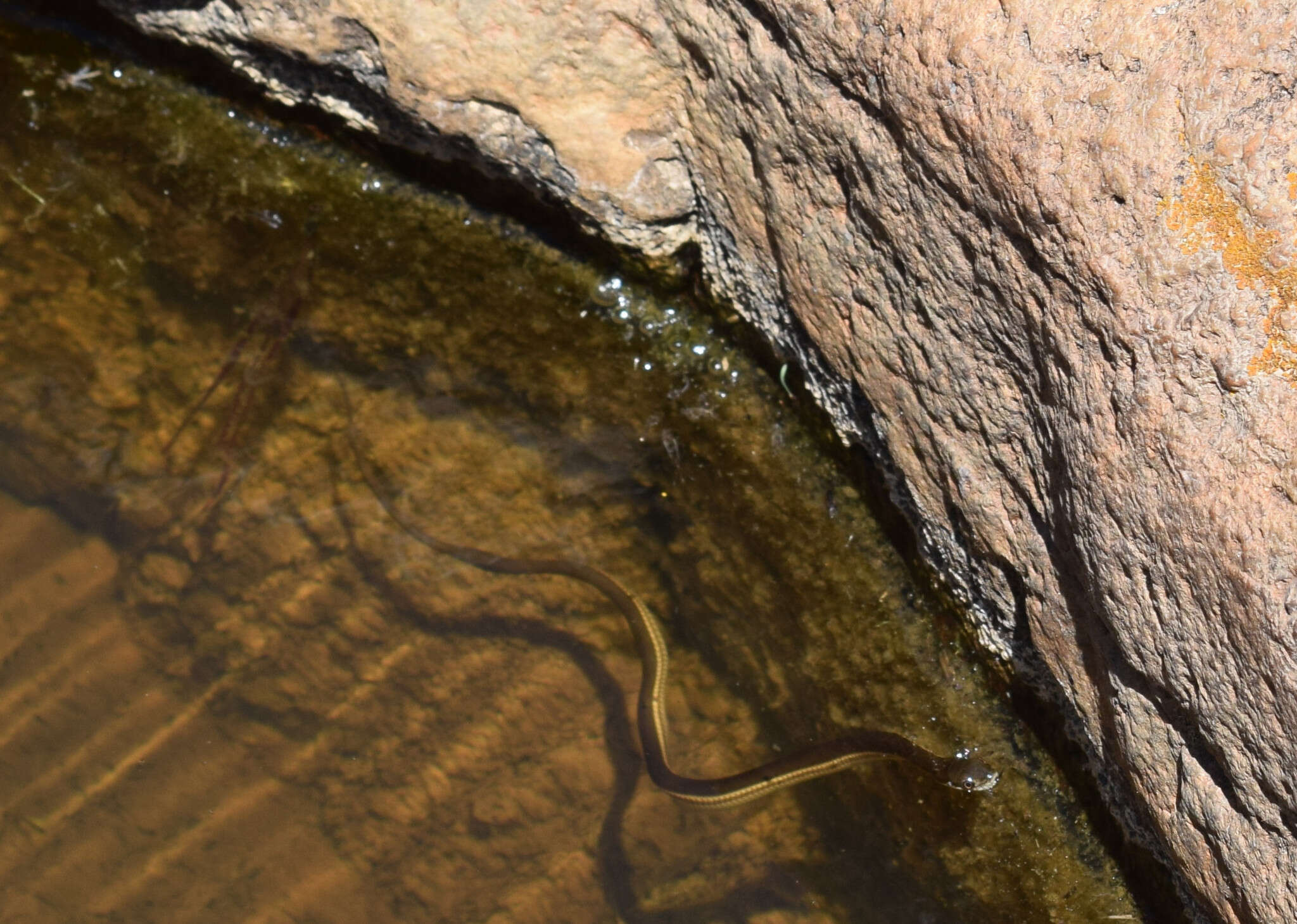 Image of Blackbelly Garter Snake