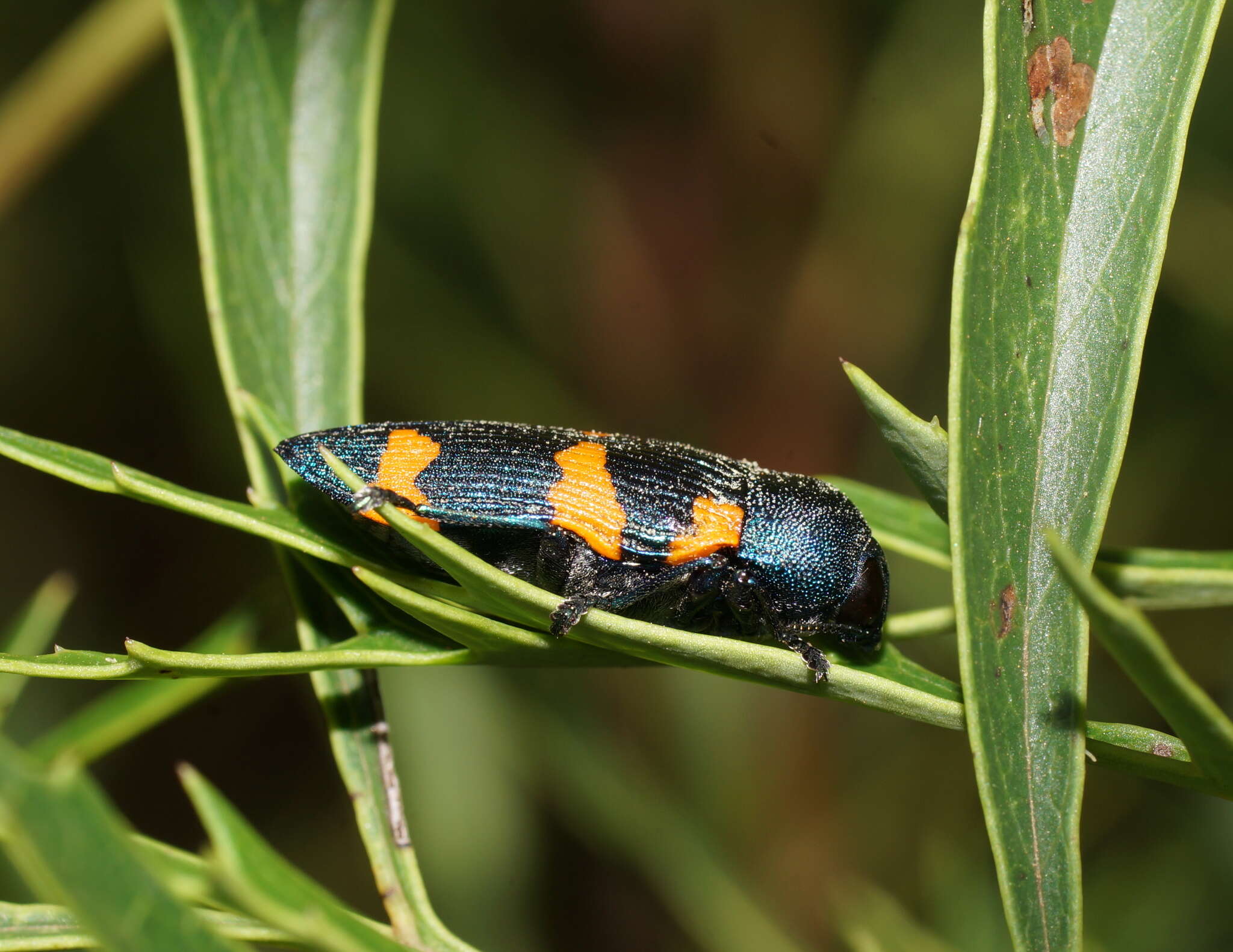 Castiarina klugii (Gory & Laporte 1838) resmi