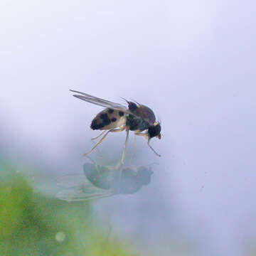 Image of Leucophenga maculata (Dufour 1839)