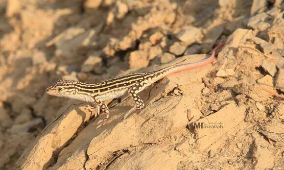 Plancia ëd Acanthodactylus erythrurus belli Gray 1845