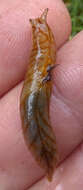 Image of Leaf-veined slug