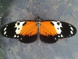 Image of Heliconius hecale melicerta