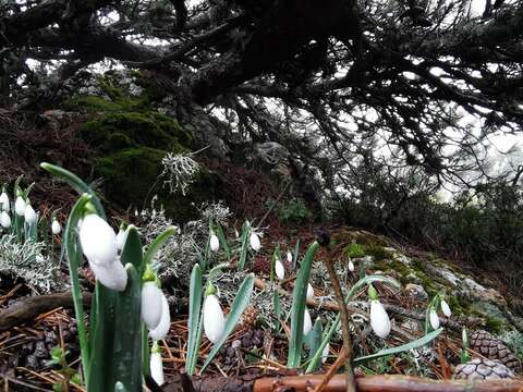 Image of Slender Snowdrop