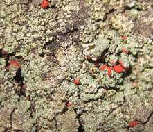 Image de Cladonia cristatella Tuck.