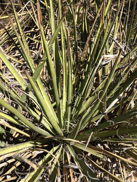 Yucca baccata Torr. resmi