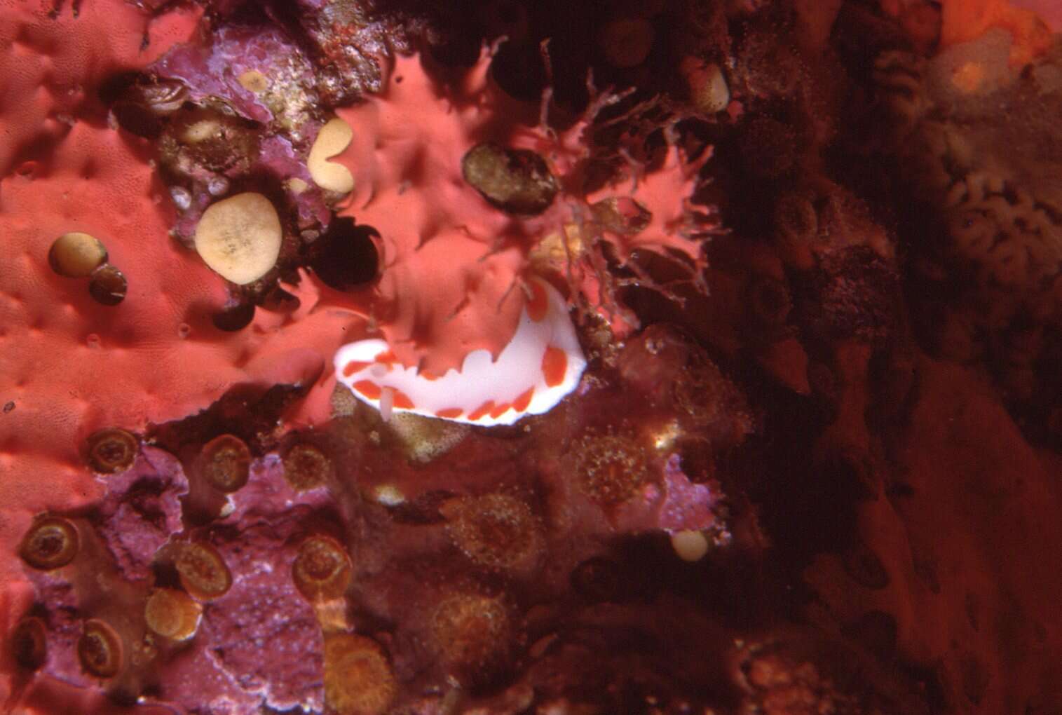 Image of Goniobranchus tasmaniensis (Bergh 1905)