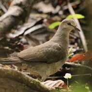 Image of Gray-chested Dove