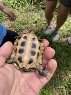 Image of Asian yellow pond turtle