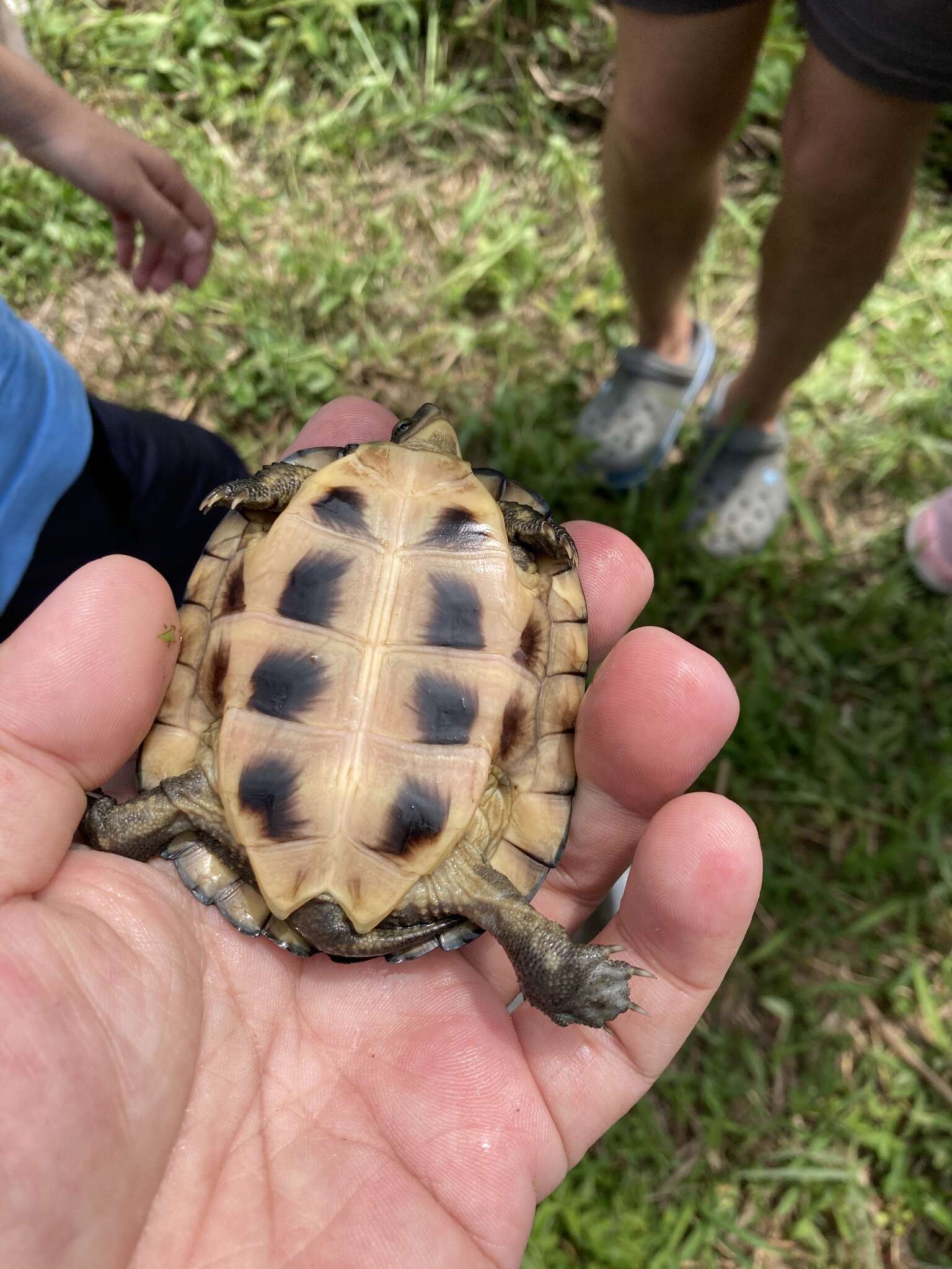 Image of Asian yellow pond turtle