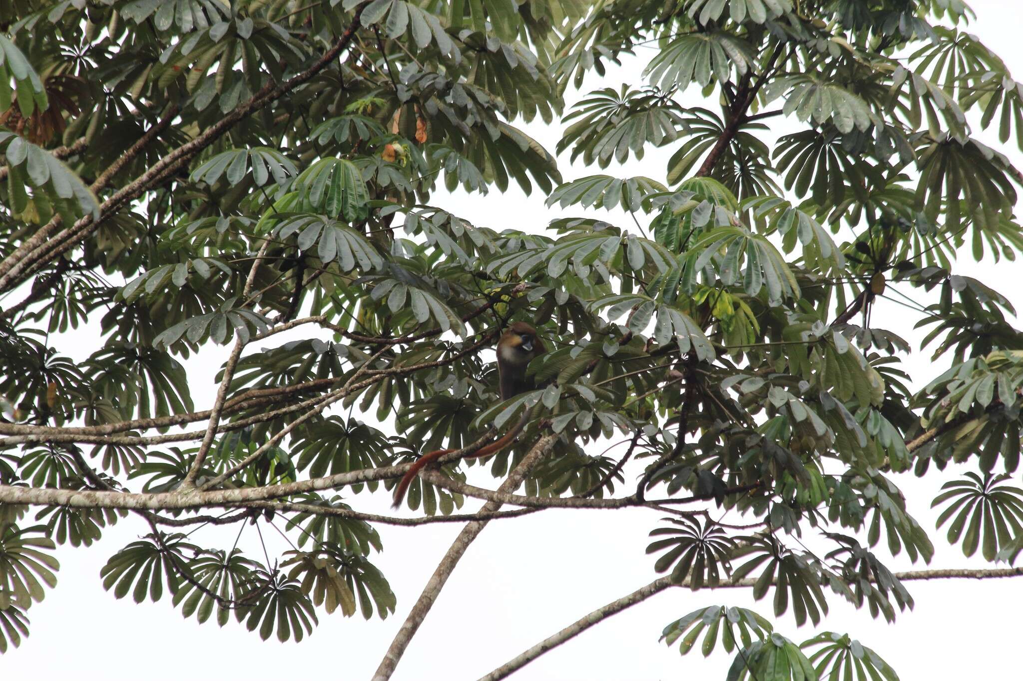 Image of Moustached Guenon