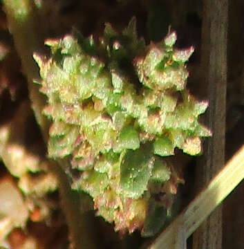 Image of Trianthema salsoloides Fenzl ex Oliv.