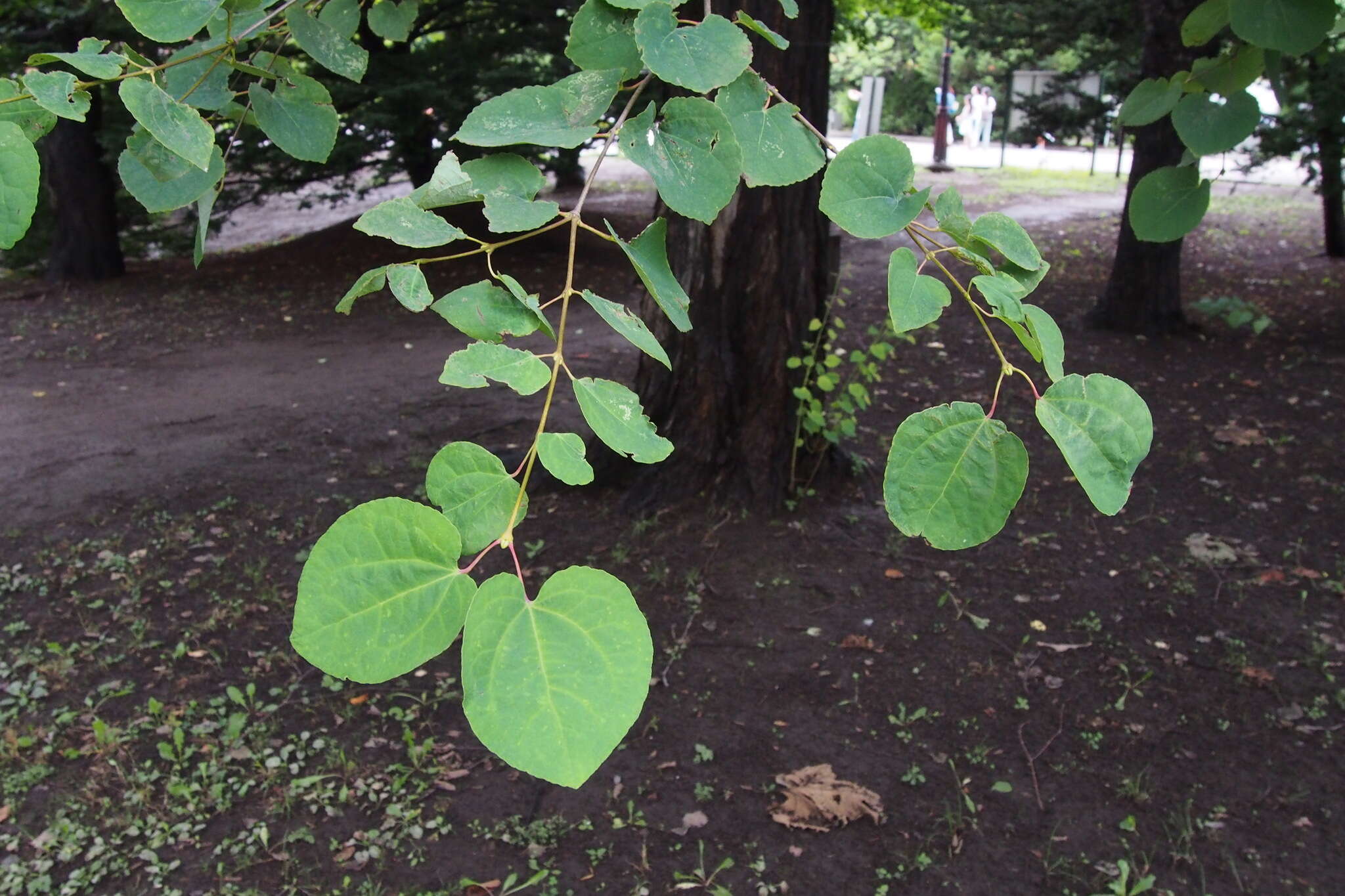 Image of katsura tree family