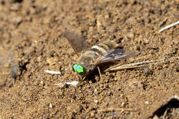 Image of Pegasomyia ruficornis (Bigot 1892)