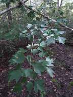 Image of Drummond's maple