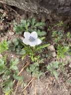 Image of Himalayan windflower