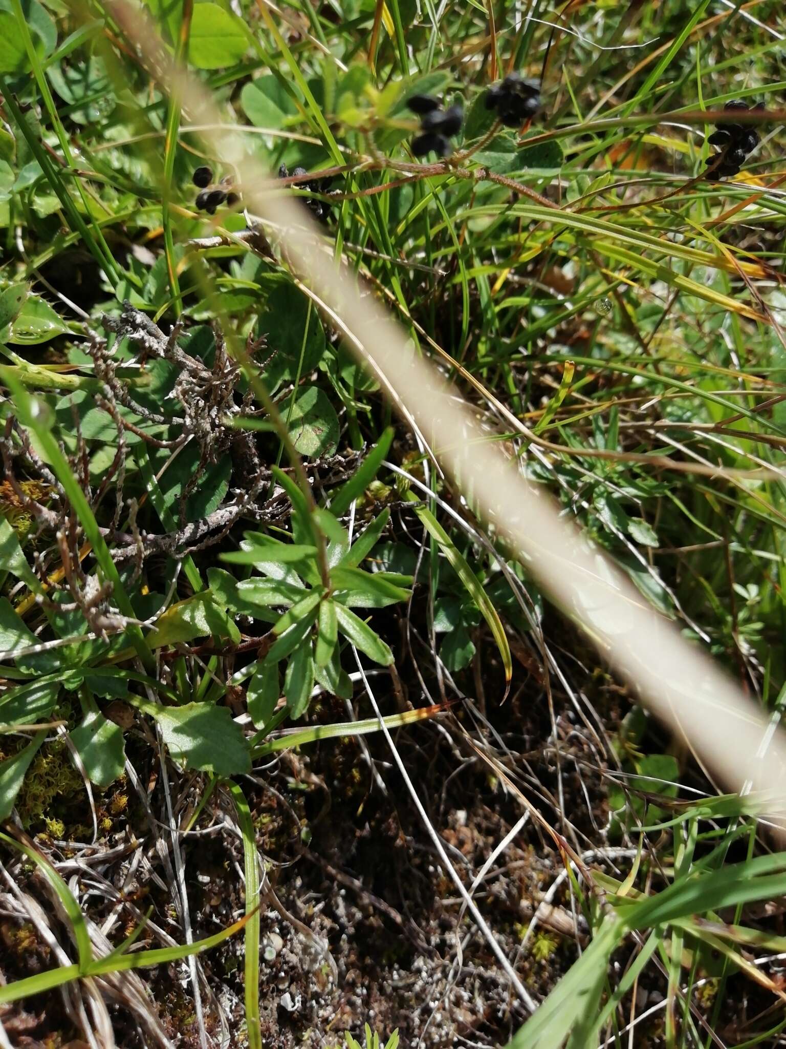 Image of Campanula cespitosa Scop.