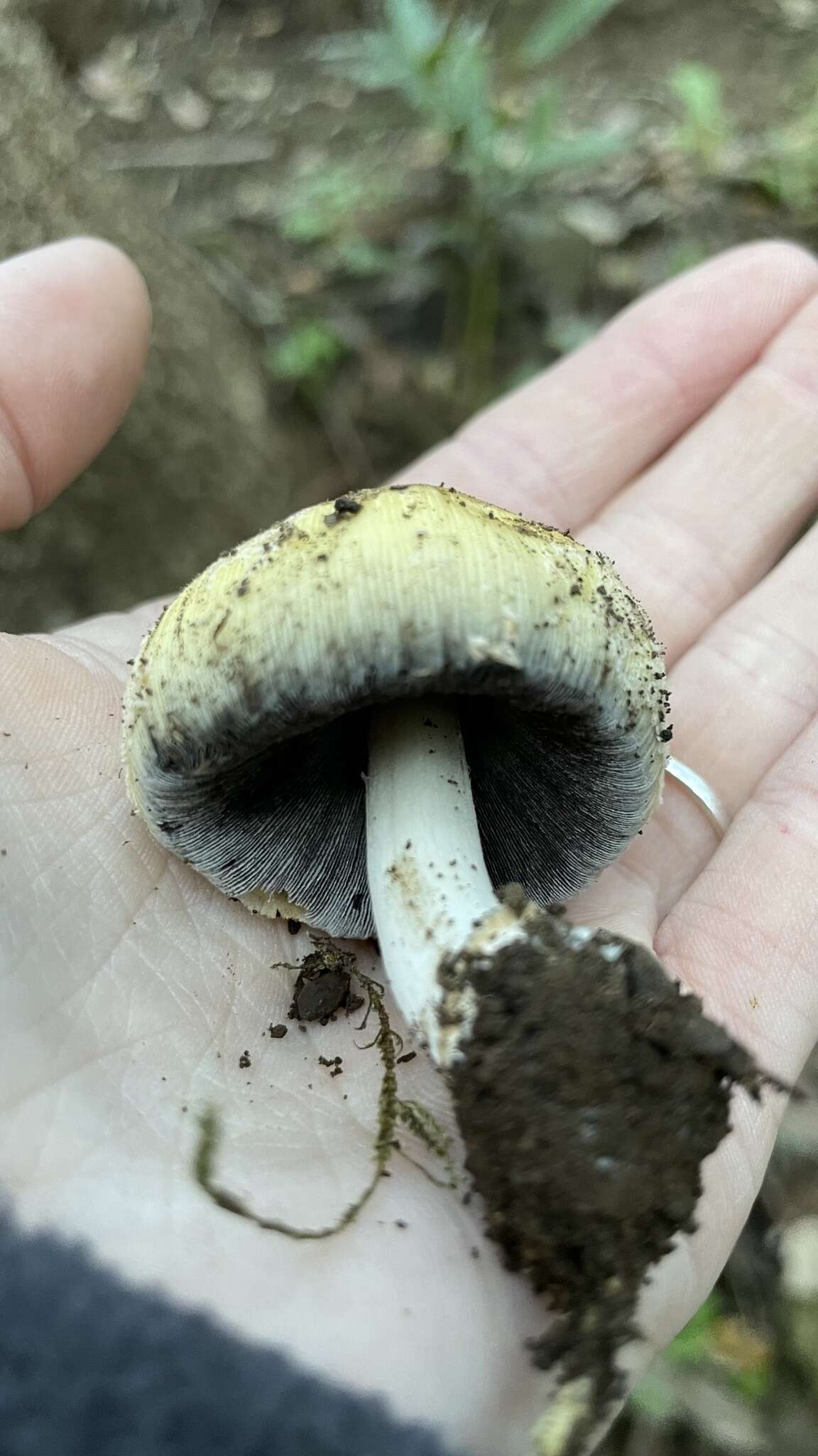 Image of Coprinellus bipellis (Romagn.) P. Roux, Guy García & Borgarino 2006