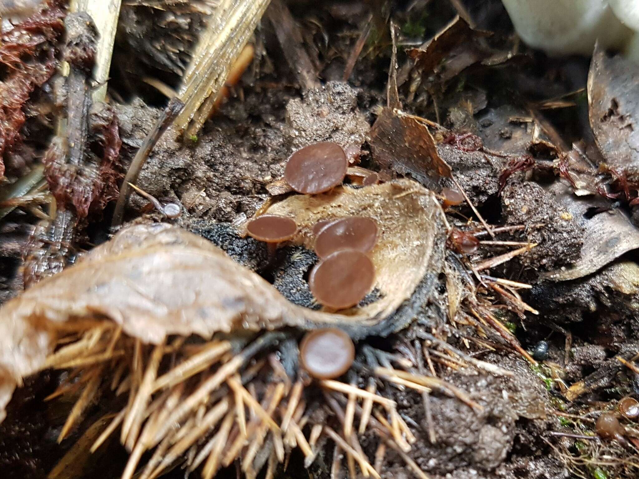 Image of Lanzia echinophila (Bull.) Korf 1982