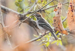 Image of Chestnut-crowned Sparrow-Weaver