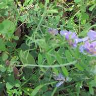 Image of Louisiana vetch