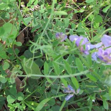 Слика од Vicia ludoviciana subsp. ludoviciana