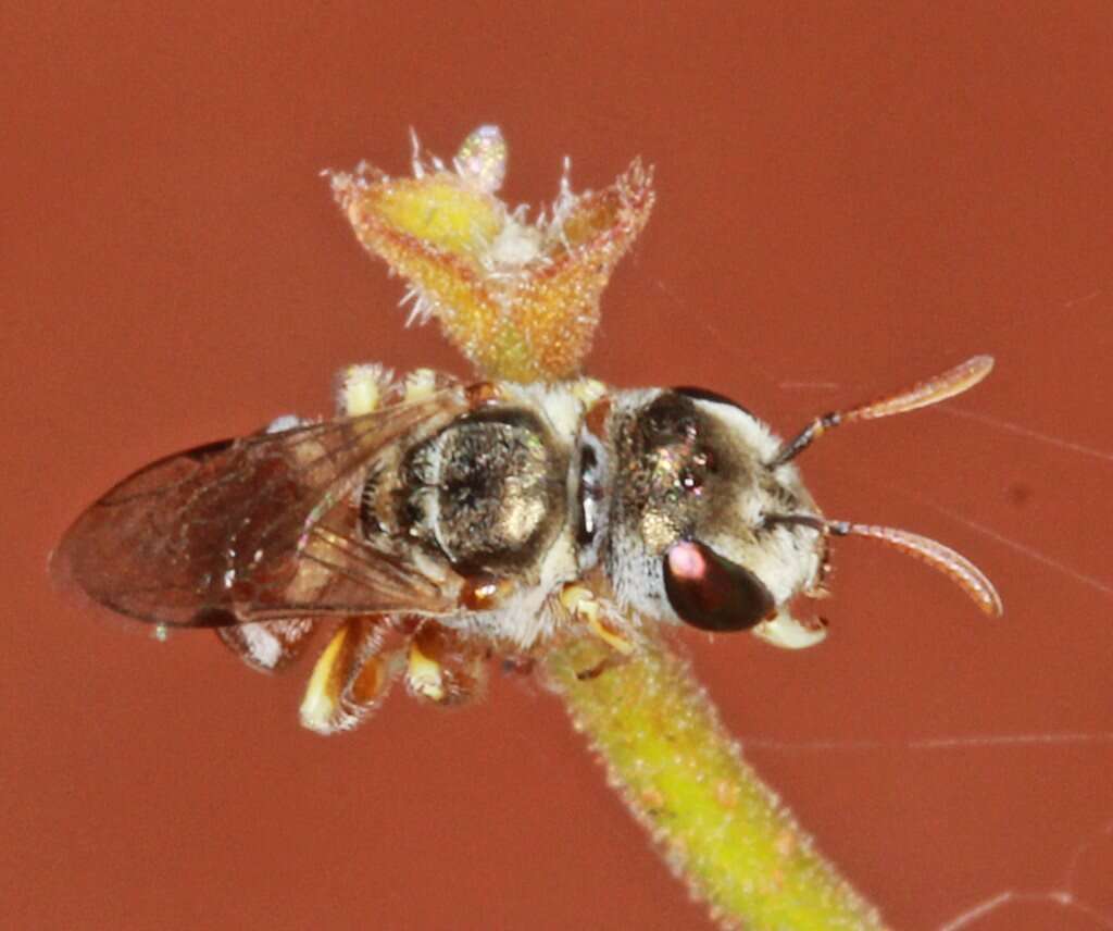 Image of Lasioglossum platychilum Walker 1999