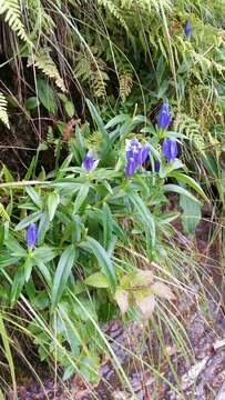 Imagem de Gentiana linearis Froel.