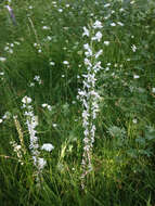 Image of Sierra bog orchid