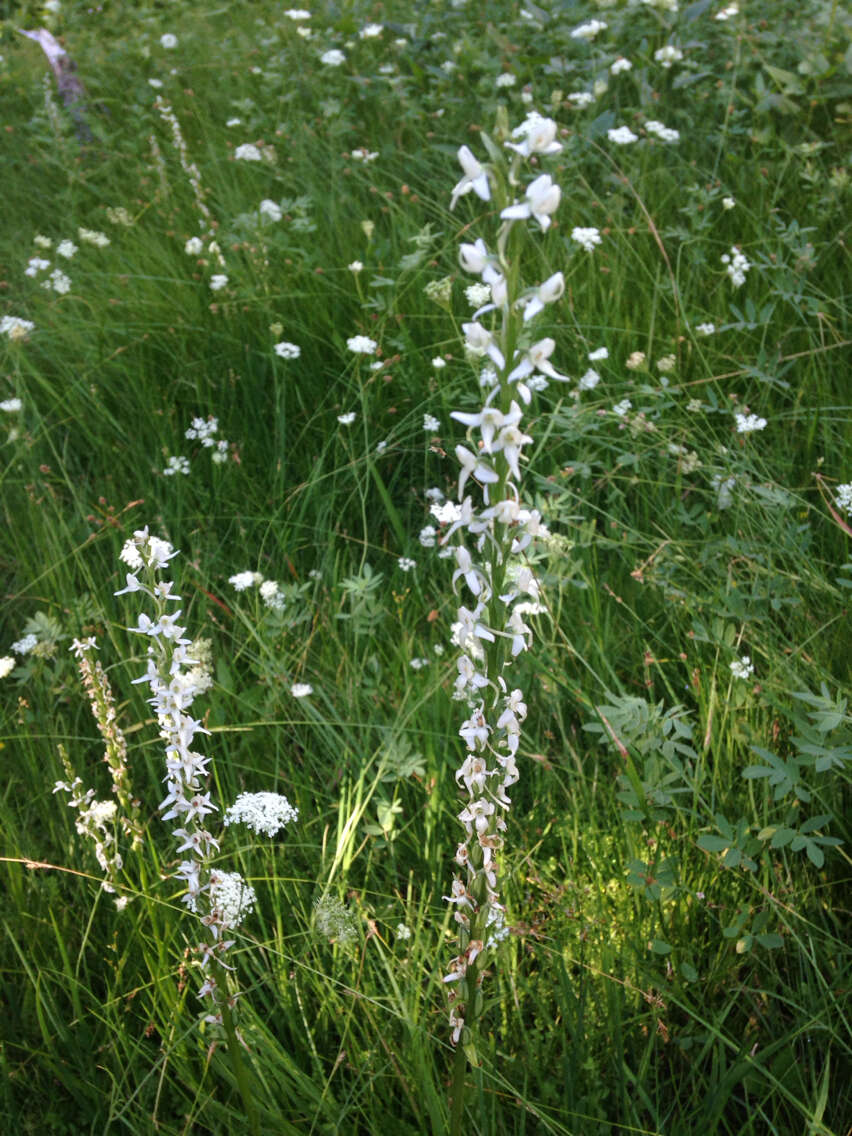 Image of Sierra bog orchid