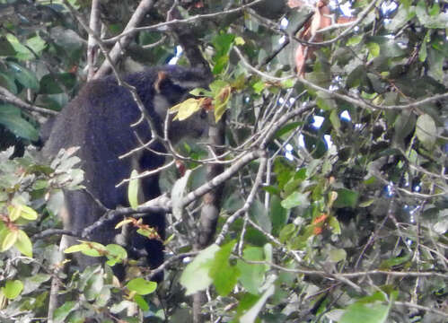 Plancia ëd Cercopithecus wolfi wolfi Meyer 1891