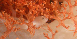 Image of Soft coral ghostgoby