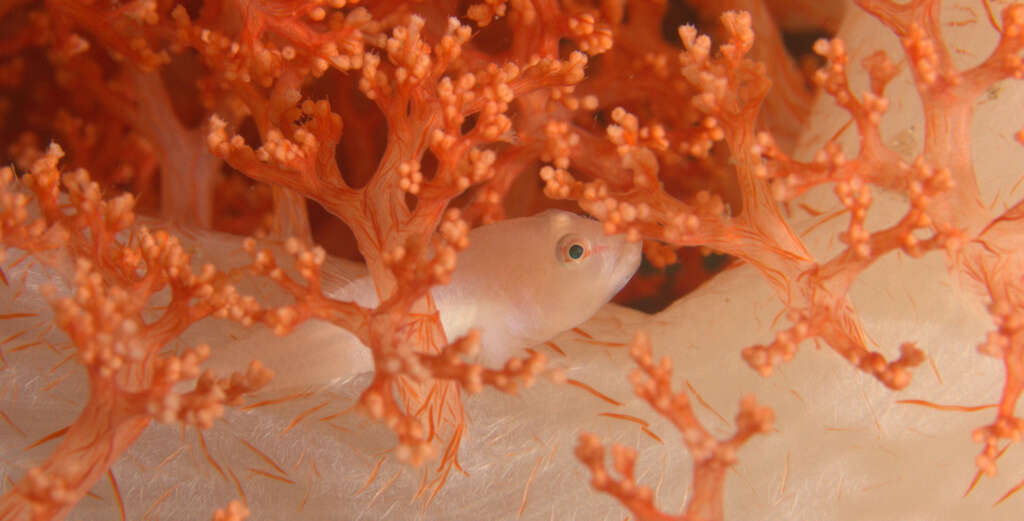 Image of Soft coral ghostgoby