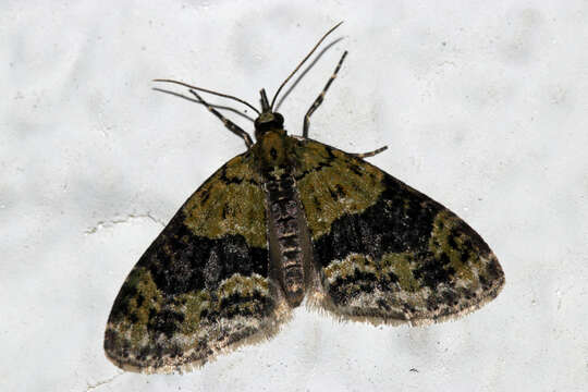 Image of yellow-barred brindle