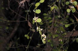 Image of Dischidia formosana Maxim.