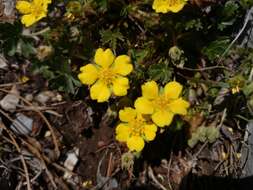 Image of Potentilla concinna var. leonina (Standl.) Soják