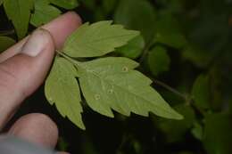 Image de Puccinia arechavaletae Speg. 1881