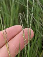 Imagem de Muhlenbergia cuspidata (Torr. ex Hook.) Rydb.