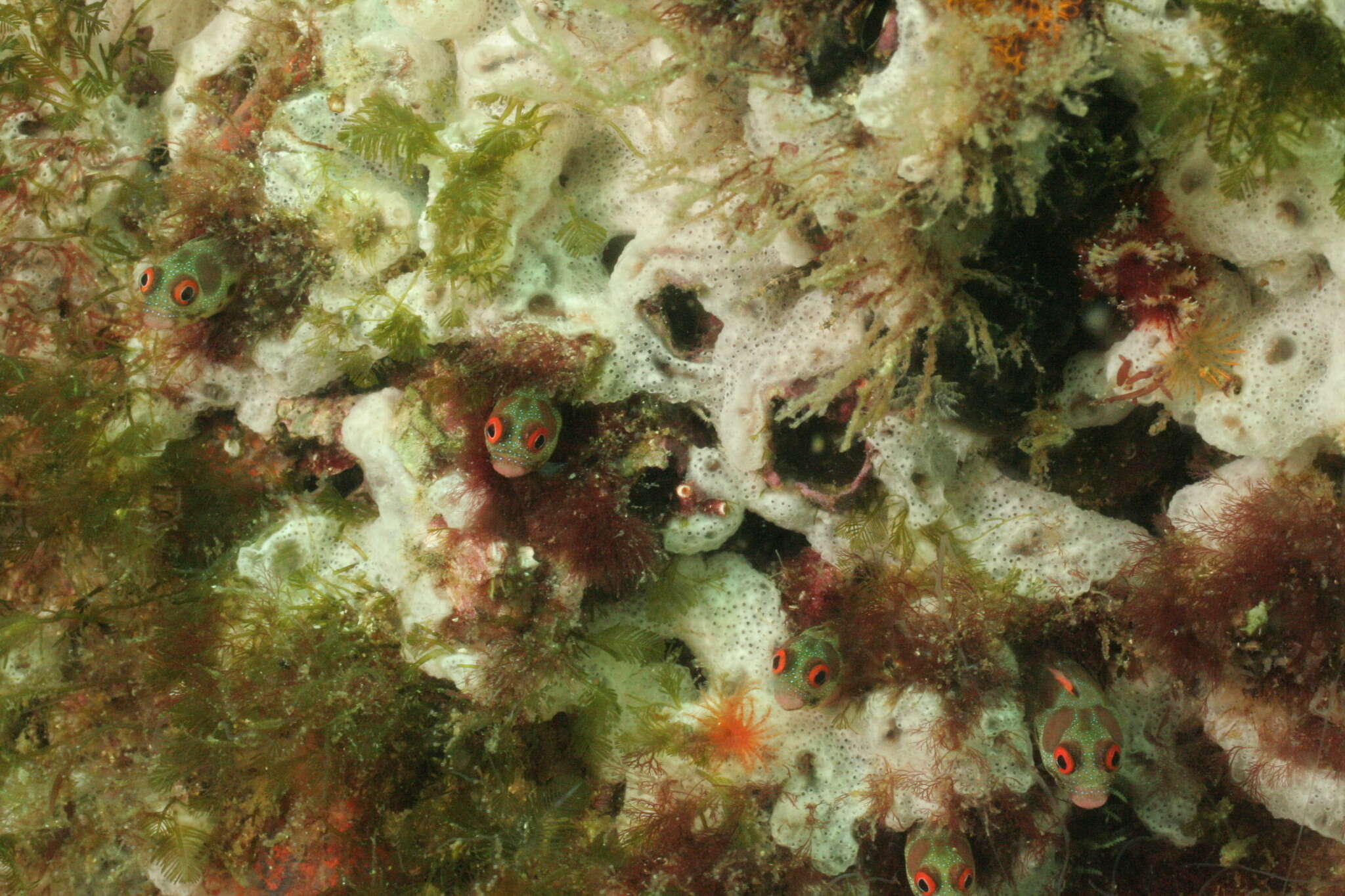 Image of Hancock's Blenny