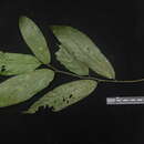 Image of Polyalthia lateriflora (Blume) Kurz